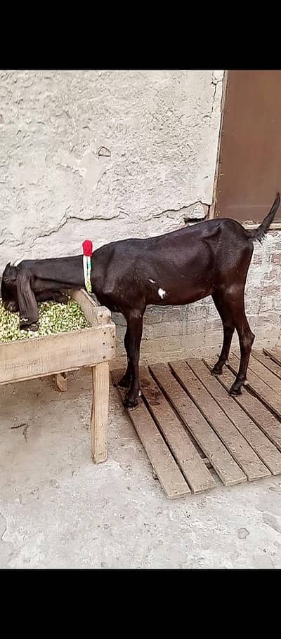 puri nagari bakri