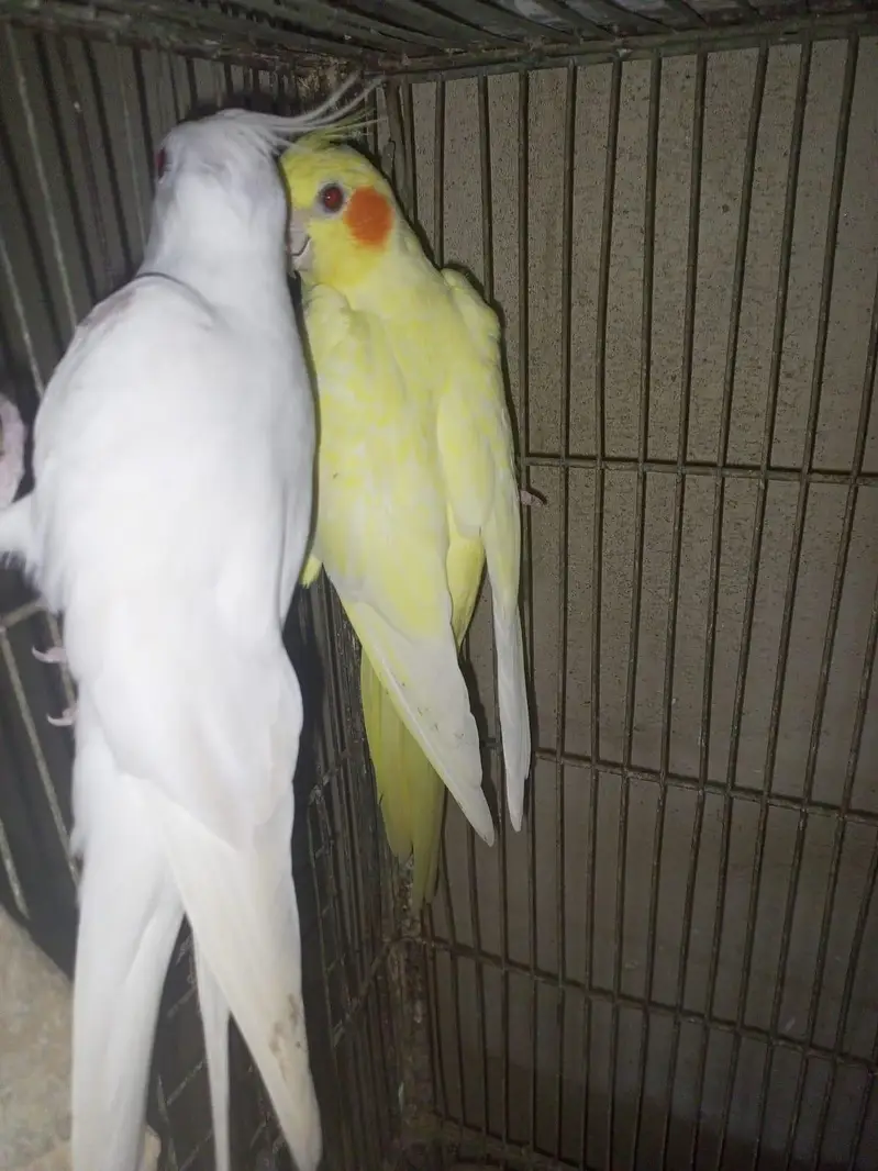 Cream and Eno Cocktail pair — photo 2