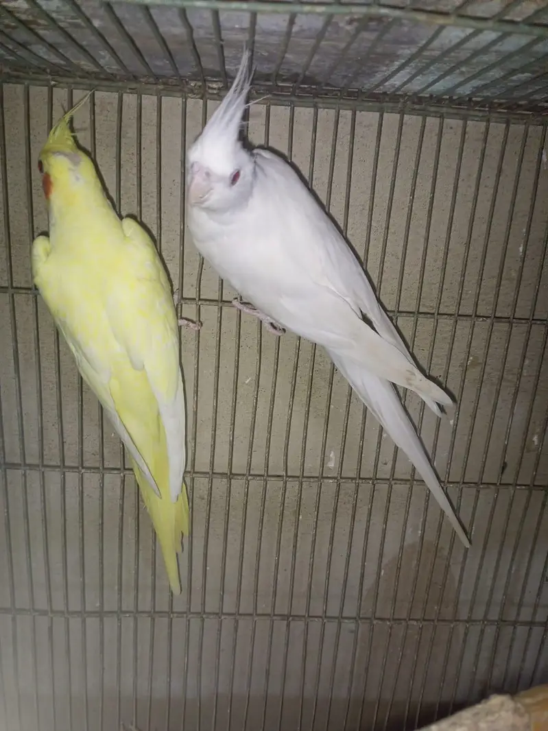 Cream and Eno Cocktail pair — photo 6