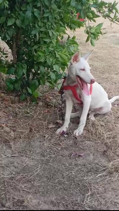 GULTARAIYA BABY MALE DOG