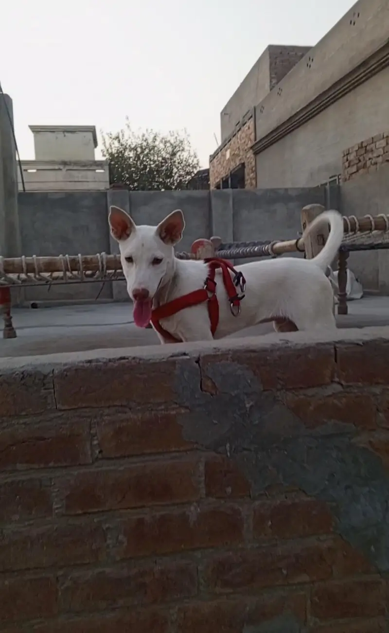 GULTARAIYA BABY MALE DOG — photo 2