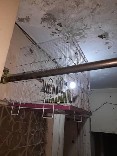 Raw parrots