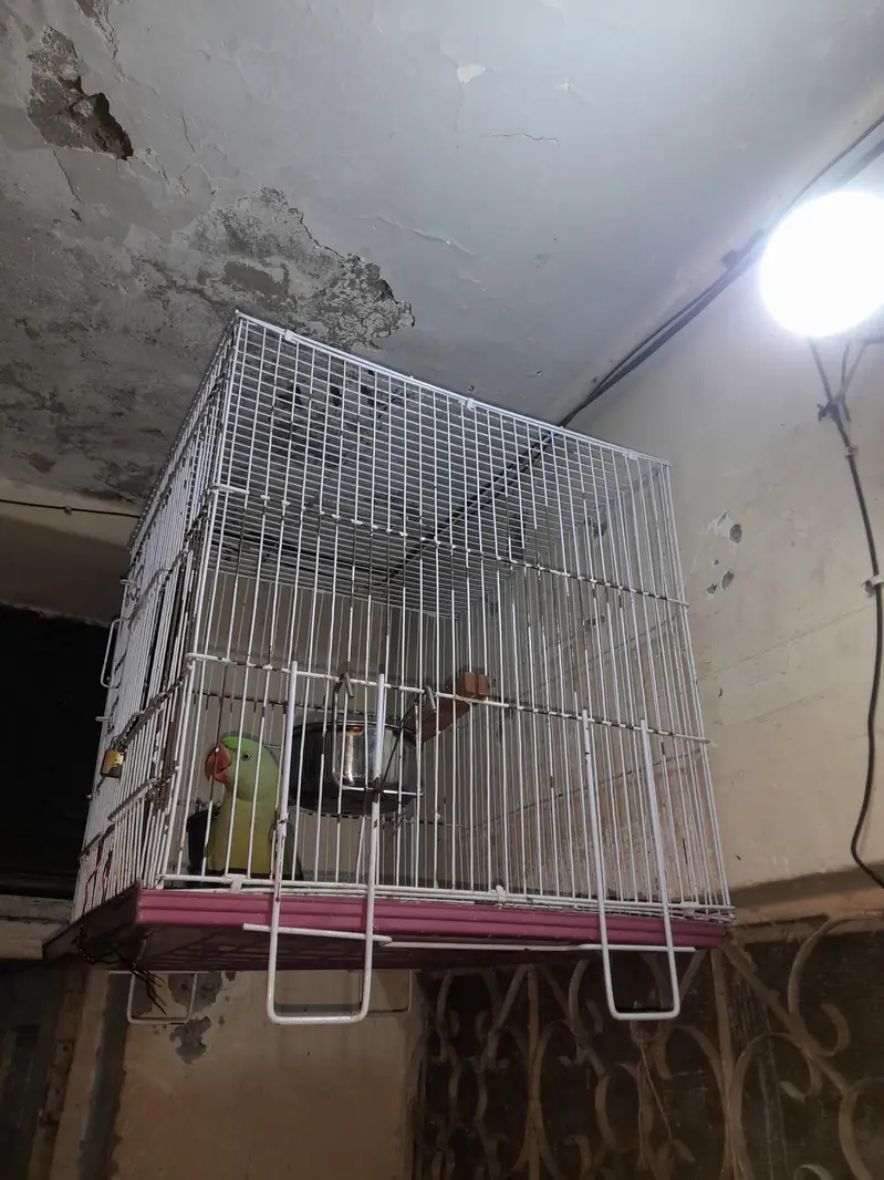 Raw parrots — photo 2