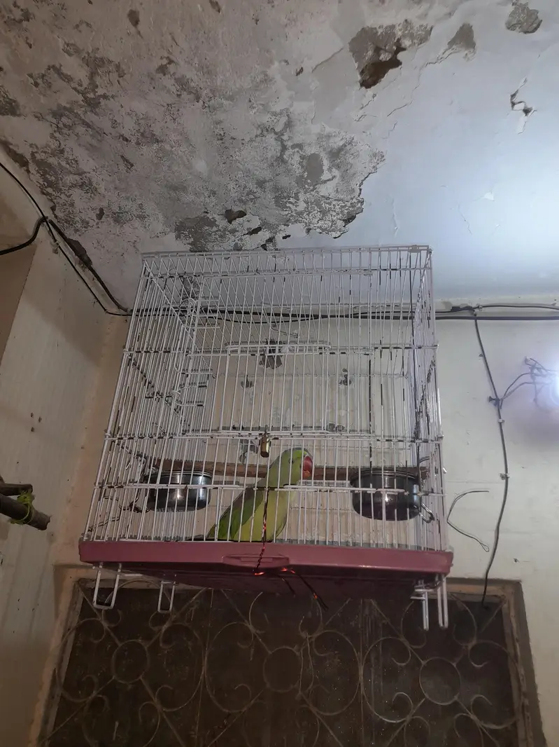 Raw parrots — photo 3