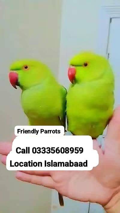 Single 5,500 Hand Tamed Friendly Green Ring Neck Parrot's Male/Female
