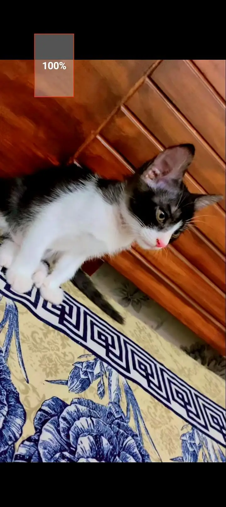 cat free — photo 4