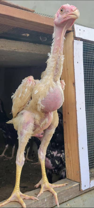Shamo pure high quality chicks available