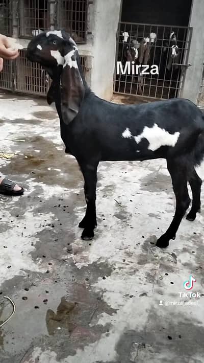 kali dabbi phatt age 6 mah