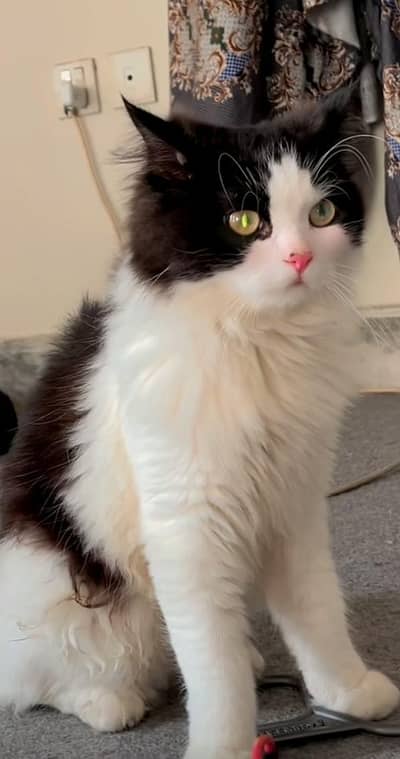 Ragdoll Male cat