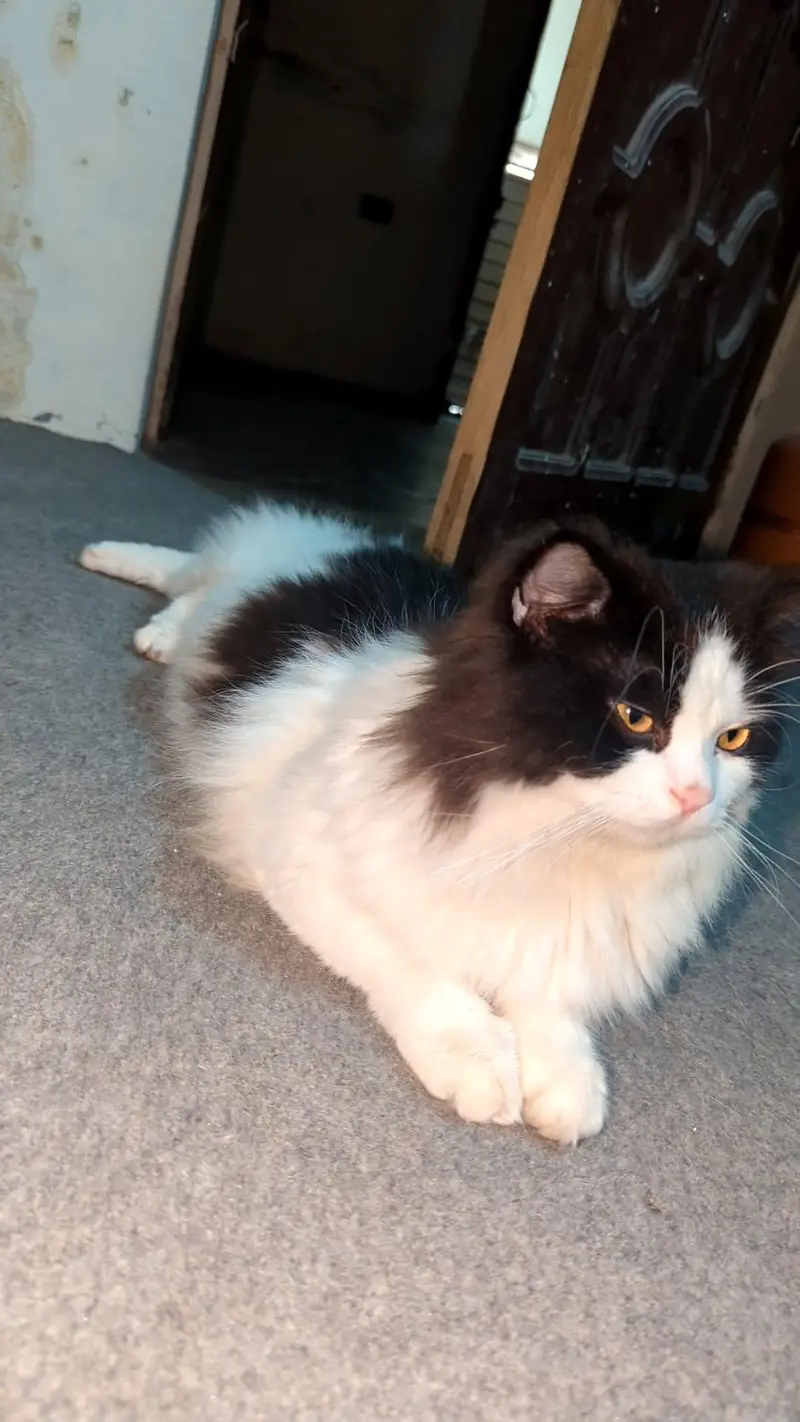 Ragdoll Male cat — photo 2