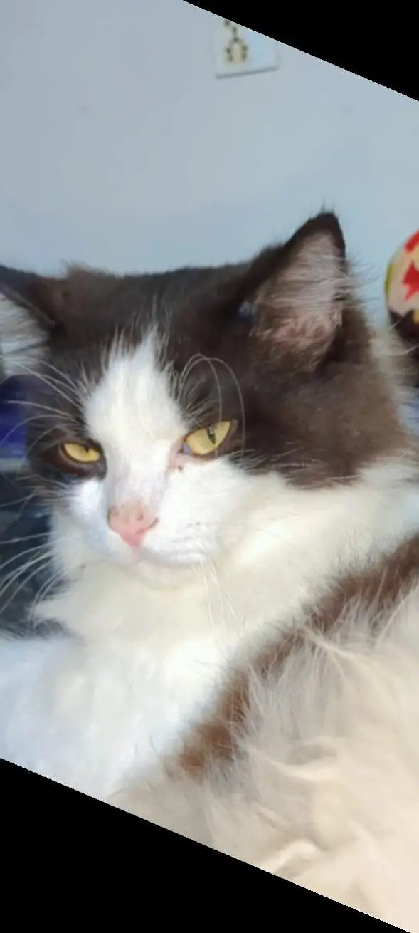 Ragdoll Male cat — photo 3