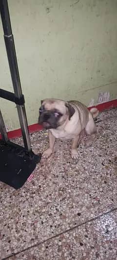 pug pair