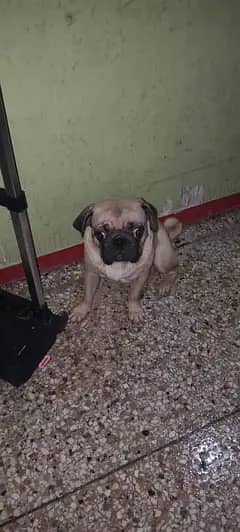 pug pair 1