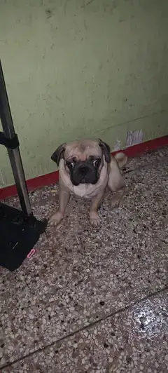 pug pair — photo 2