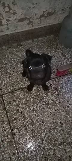 pug pair 2
