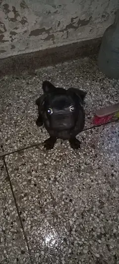 pug pair — photo 3
