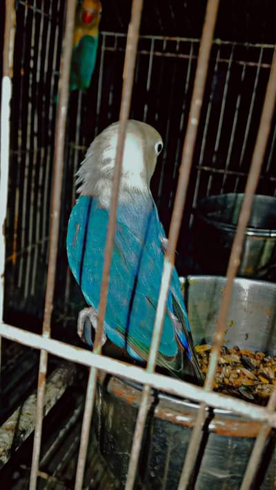 Love bird dreeder pair