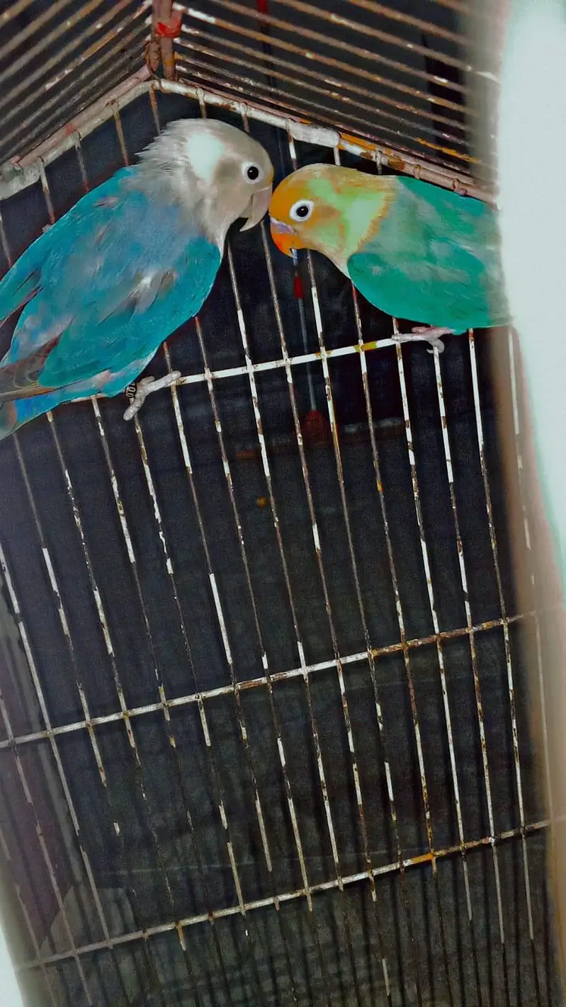 Love bird dreeder pair — photo 2