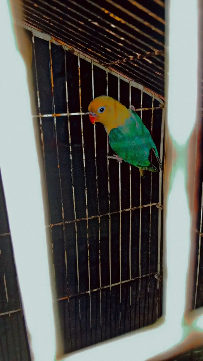 Love bird dreeder pair — photo 3