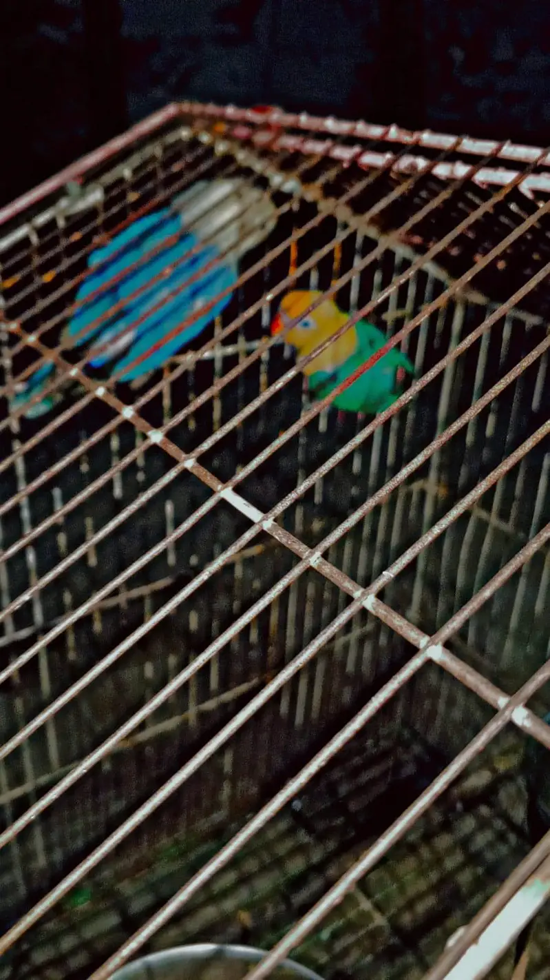 Love bird dreeder pair — photo 5