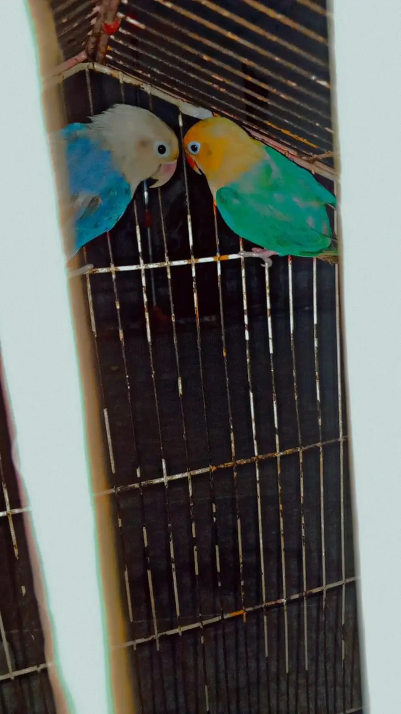 Love bird dreeder pair — photo 6
