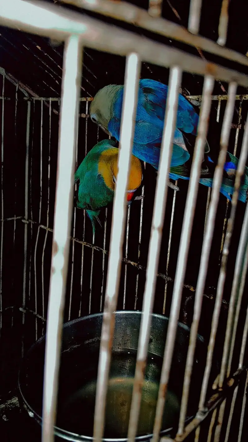 Love bird dreeder pair — photo 7