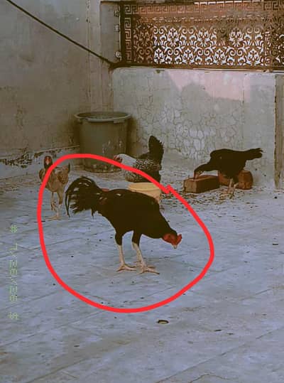 pur aseel lakha pair