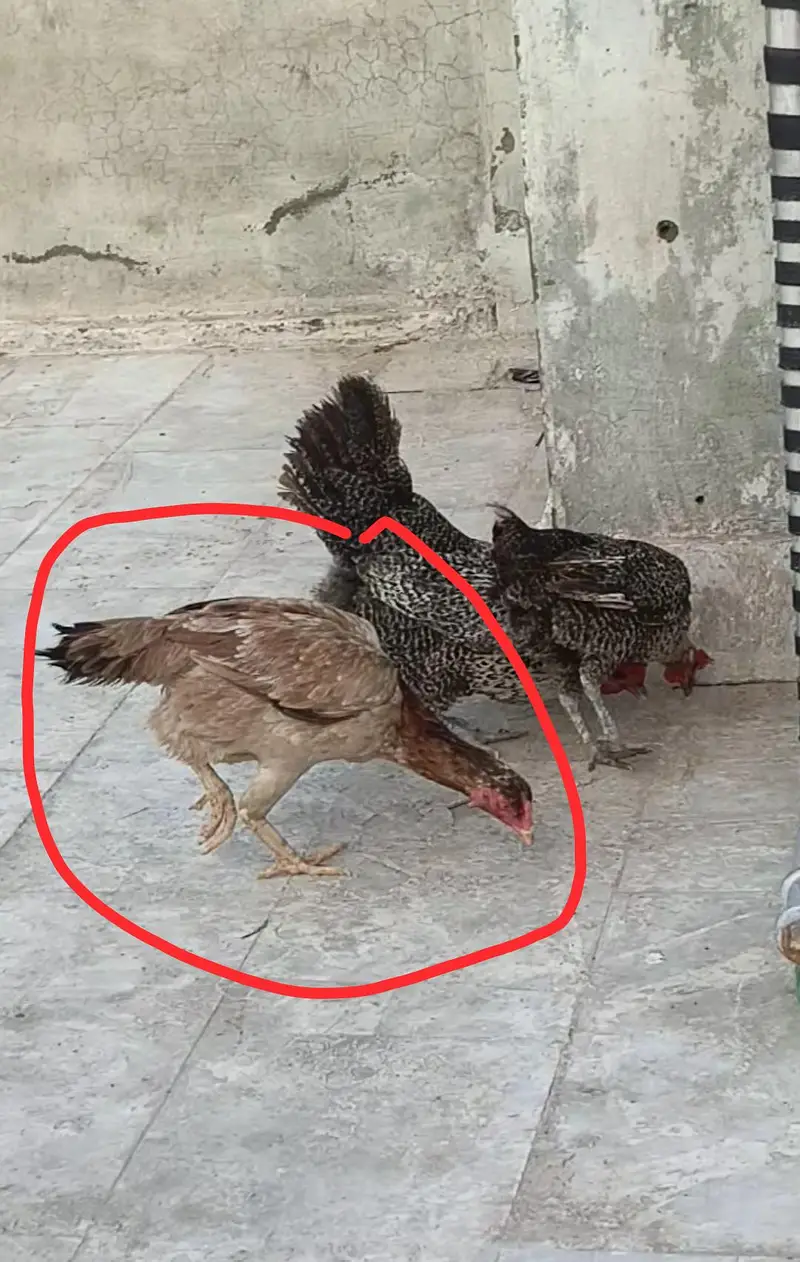 pur aseel lakha pair — photo 2