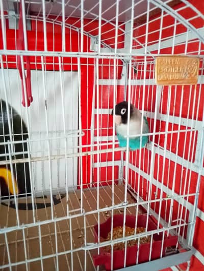 One lovebird male
