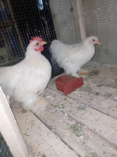 bantam pairs available