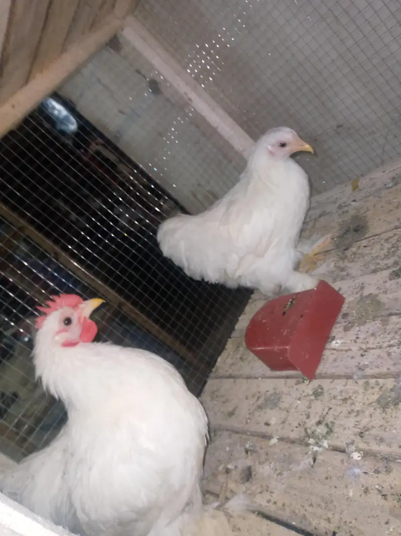 bantam pairs available — photo 2