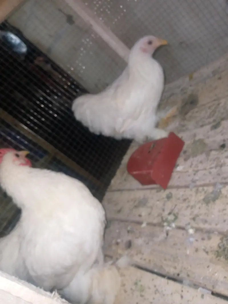 bantam pairs available — photo 3