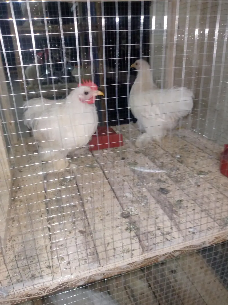 bantam pairs available — photo 4