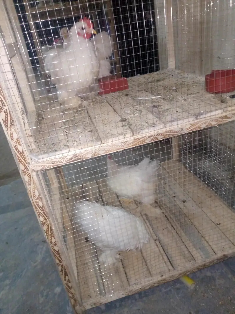 bantam pairs available — photo 5