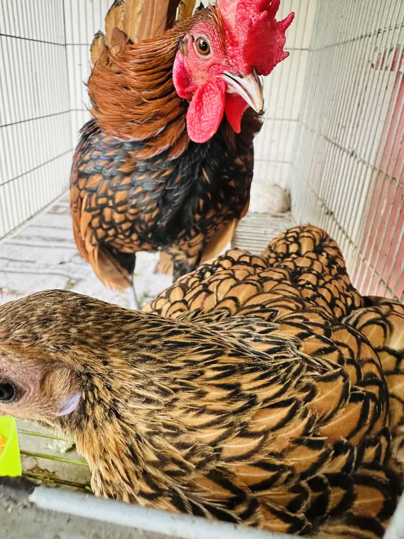 Golden Sebright silky bantam frizzle fancy pair Silki white grey — photo 3