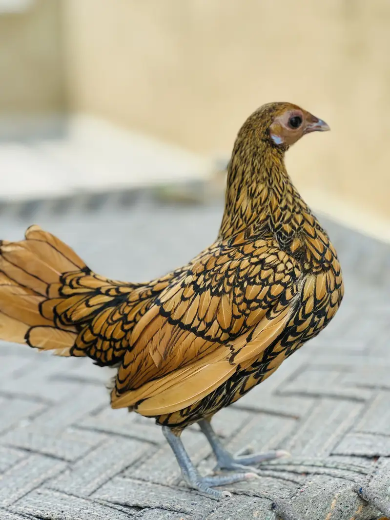 Golden Sebright silky bantam frizzle fancy pair Silki white grey — photo 4