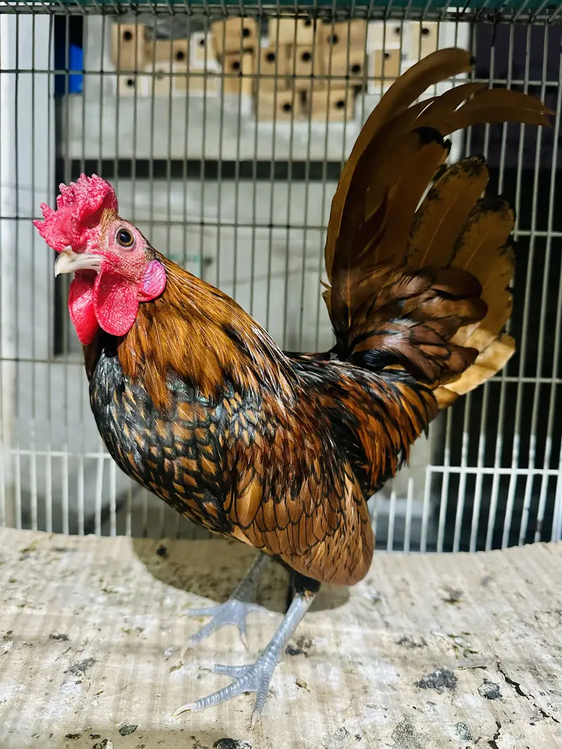 Golden Sebright silky bantam frizzle fancy pair Silki white grey — photo 5