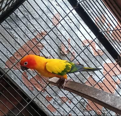 Suncanoure breedr male Available in Lahore
