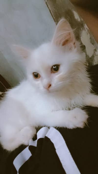 Playful & Healthy Persian Kittens (White & Calico)
