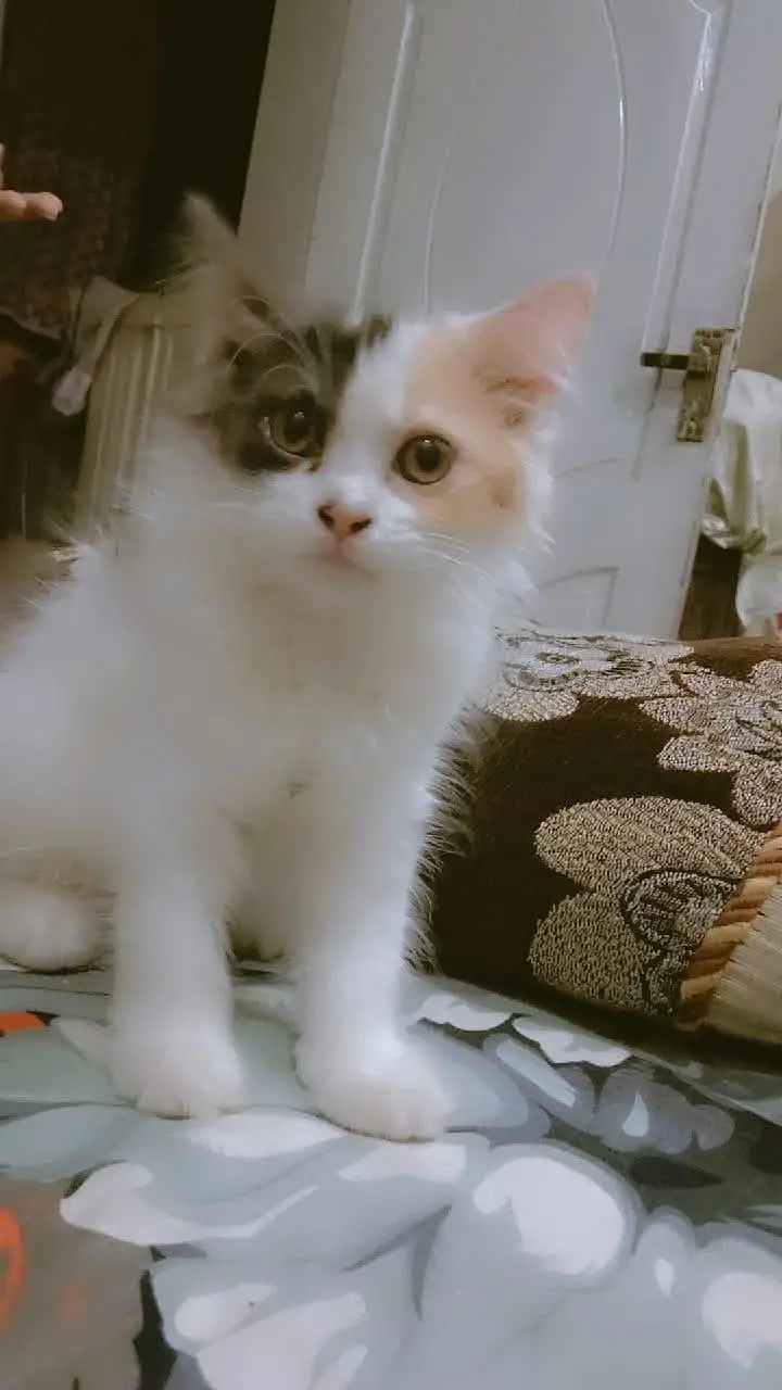 (Pair)Playful & Healthy Persian Kittens (White & Calico) — photo 2