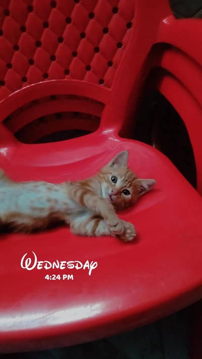 cat for sale male
