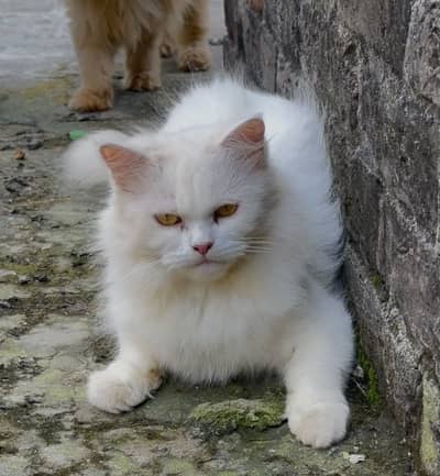 Persian cat female odd eyes for sale