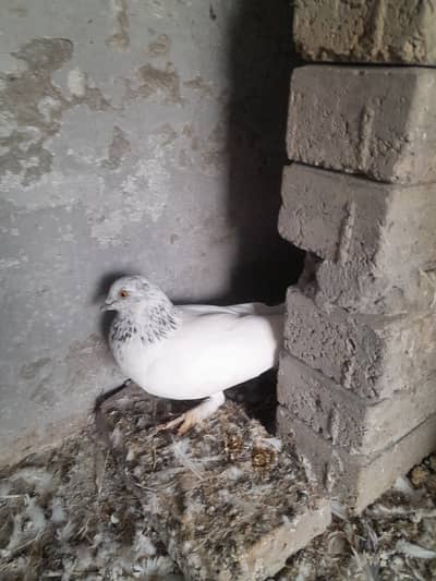 White pigeons. Yellow eyes breeder pairs.