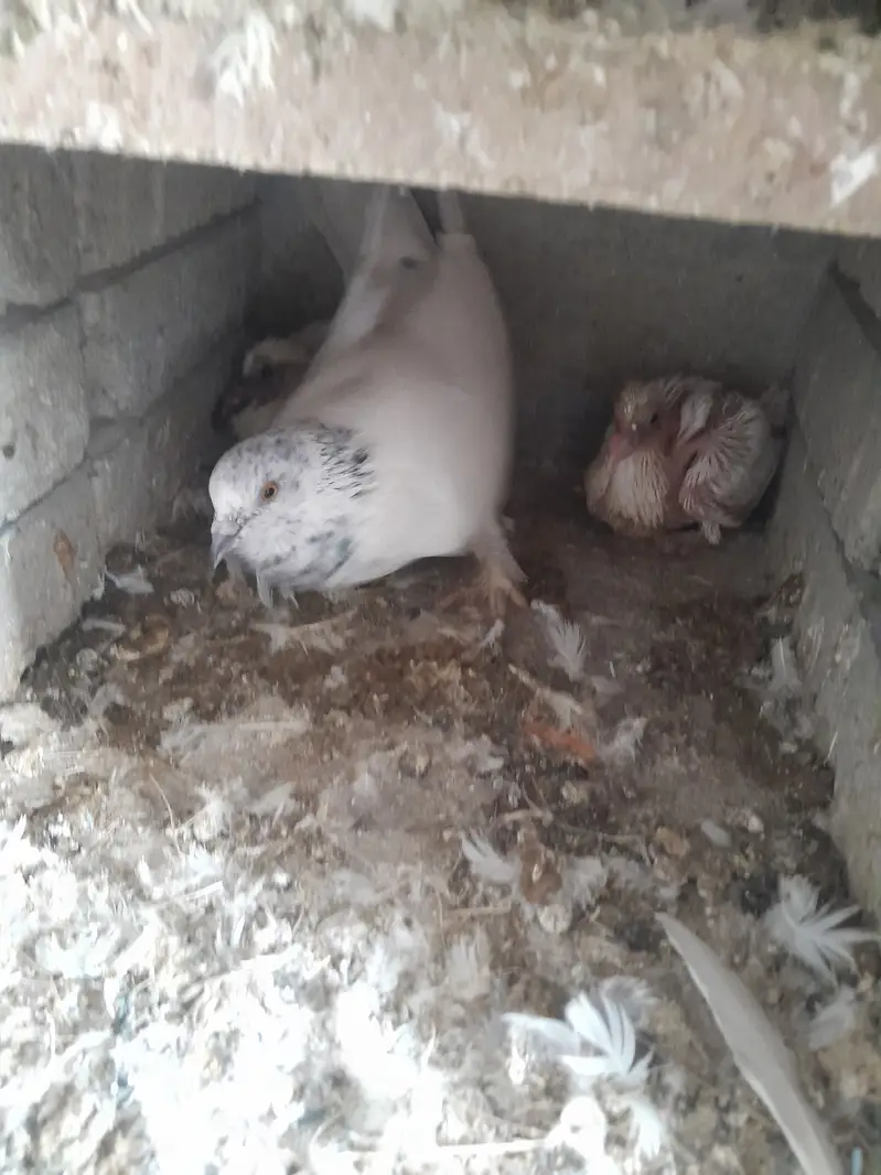 White pigeons. Yellow eyes breeder pairs. — photo 2