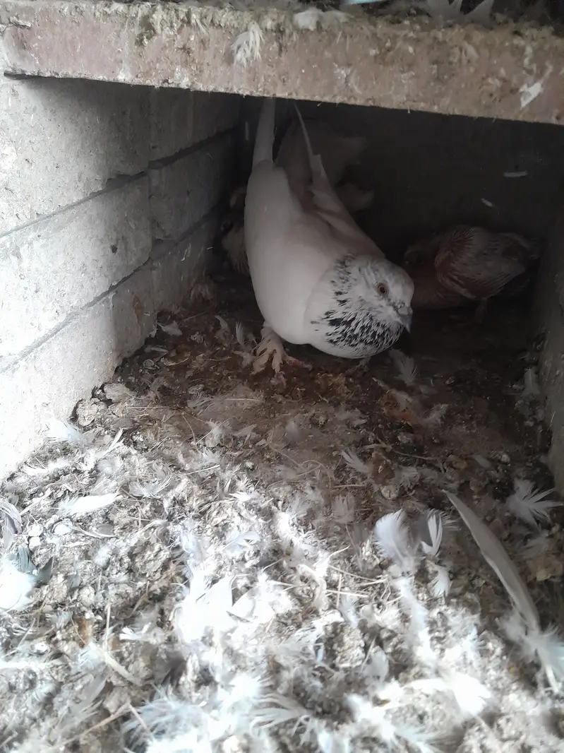 White pigeons. Yellow eyes breeder pairs. — photo 3