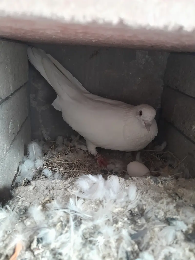 White pigeons. Yellow eyes breeder pairs. — photo 4