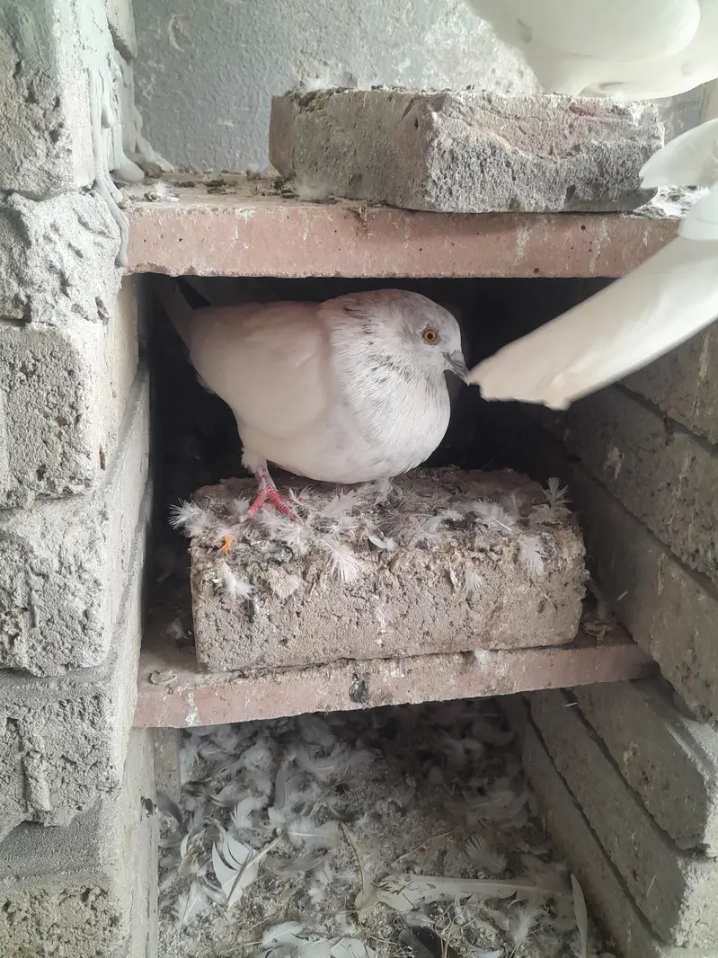 White pigeons. Yellow eyes breeder pairs. — photo 5