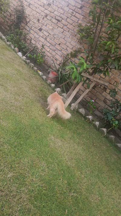 persian cat full long coat