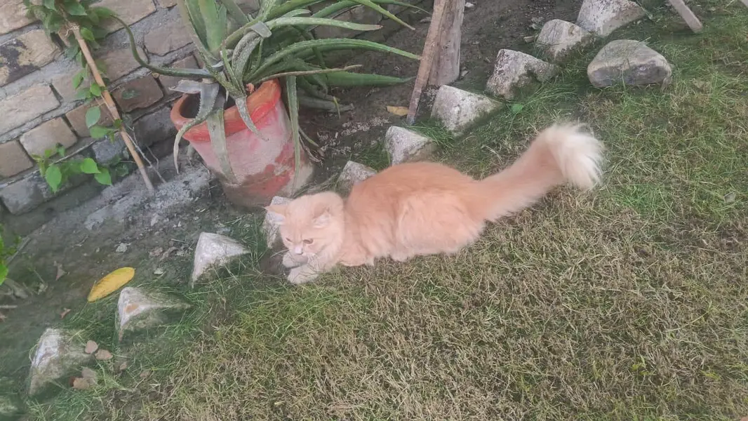 persian cat full long coat — photo 2