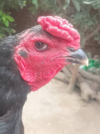 Aseel for sale